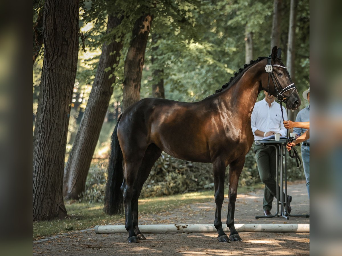 Hanoverian Mare 4 years Bay-Dark in D&#xFC;sseldorf