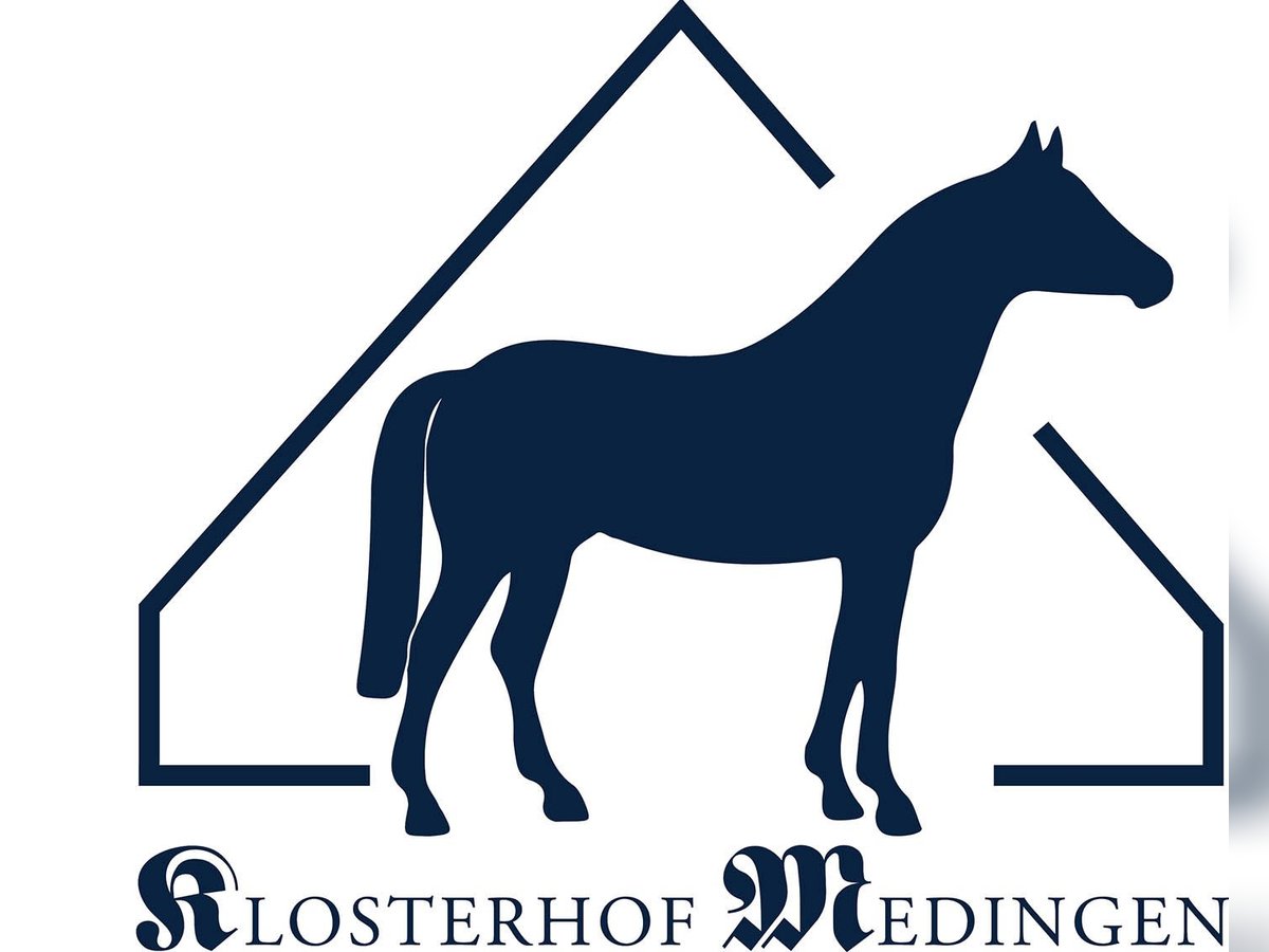 Hanoverian Mare 4 years Black in Bad Bevensen