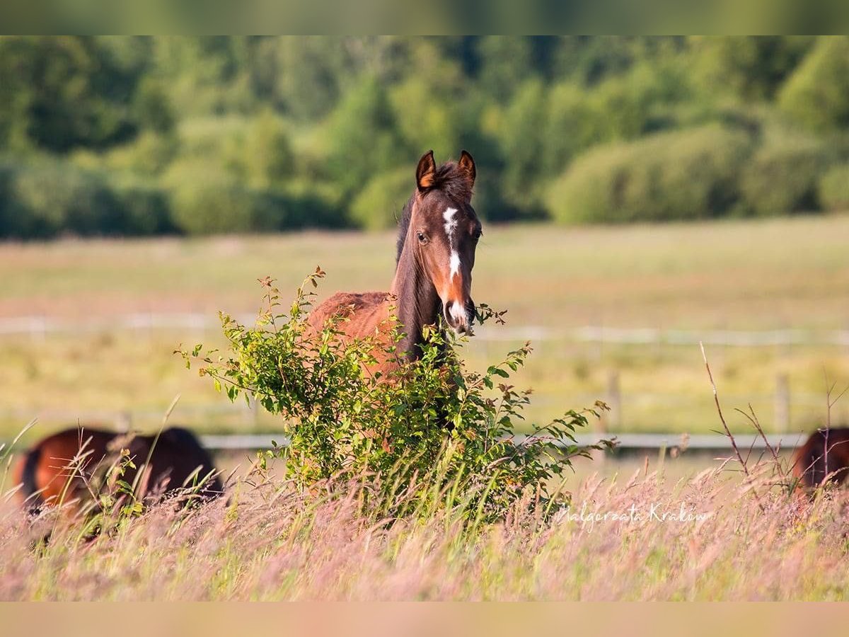 Hanoverian Mare 4 years Brown in Jedwabno