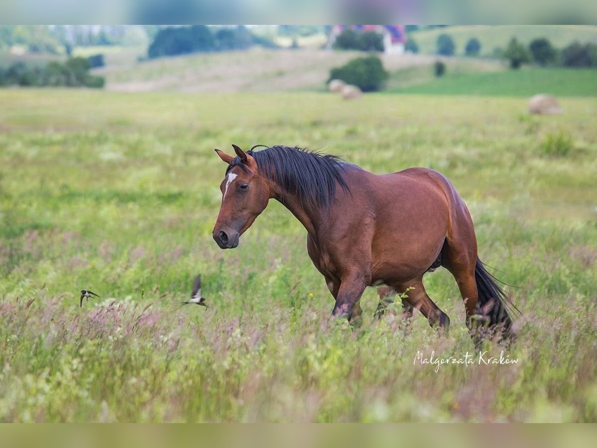 Hanoverian Mare 4 years Brown in Jedwabno