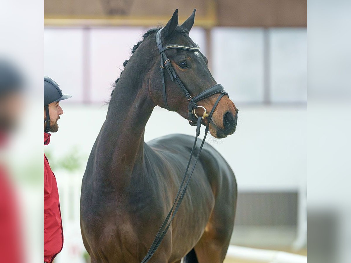 Hanoverian Mare 4 years Brown in Münster-Handorf