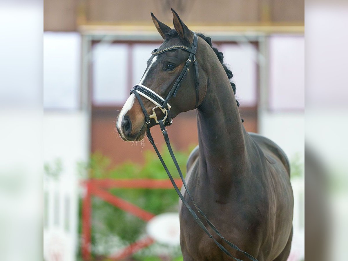 Hanoverian Mare 4 years Brown in Münster-Handorf