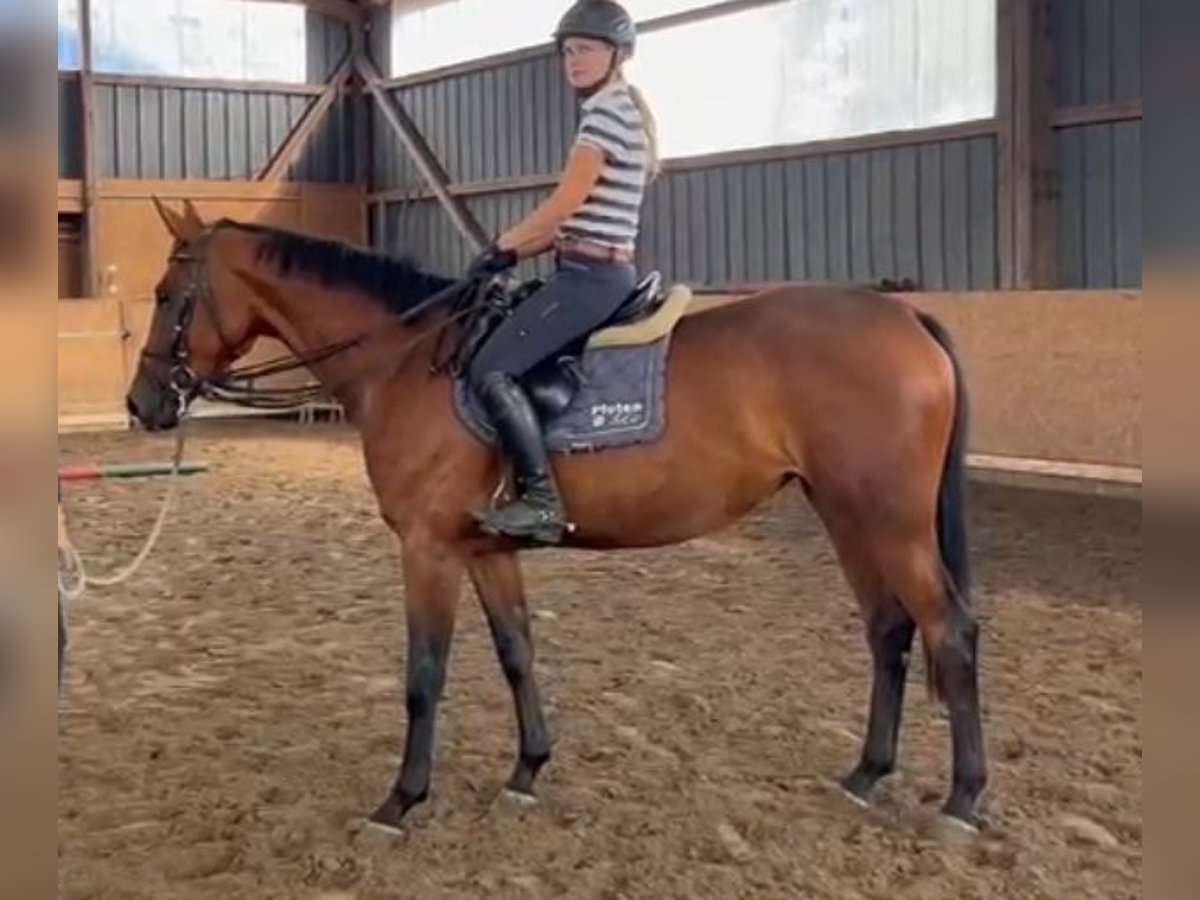 Hanoverian Mare 4 years Brown in Sittensen