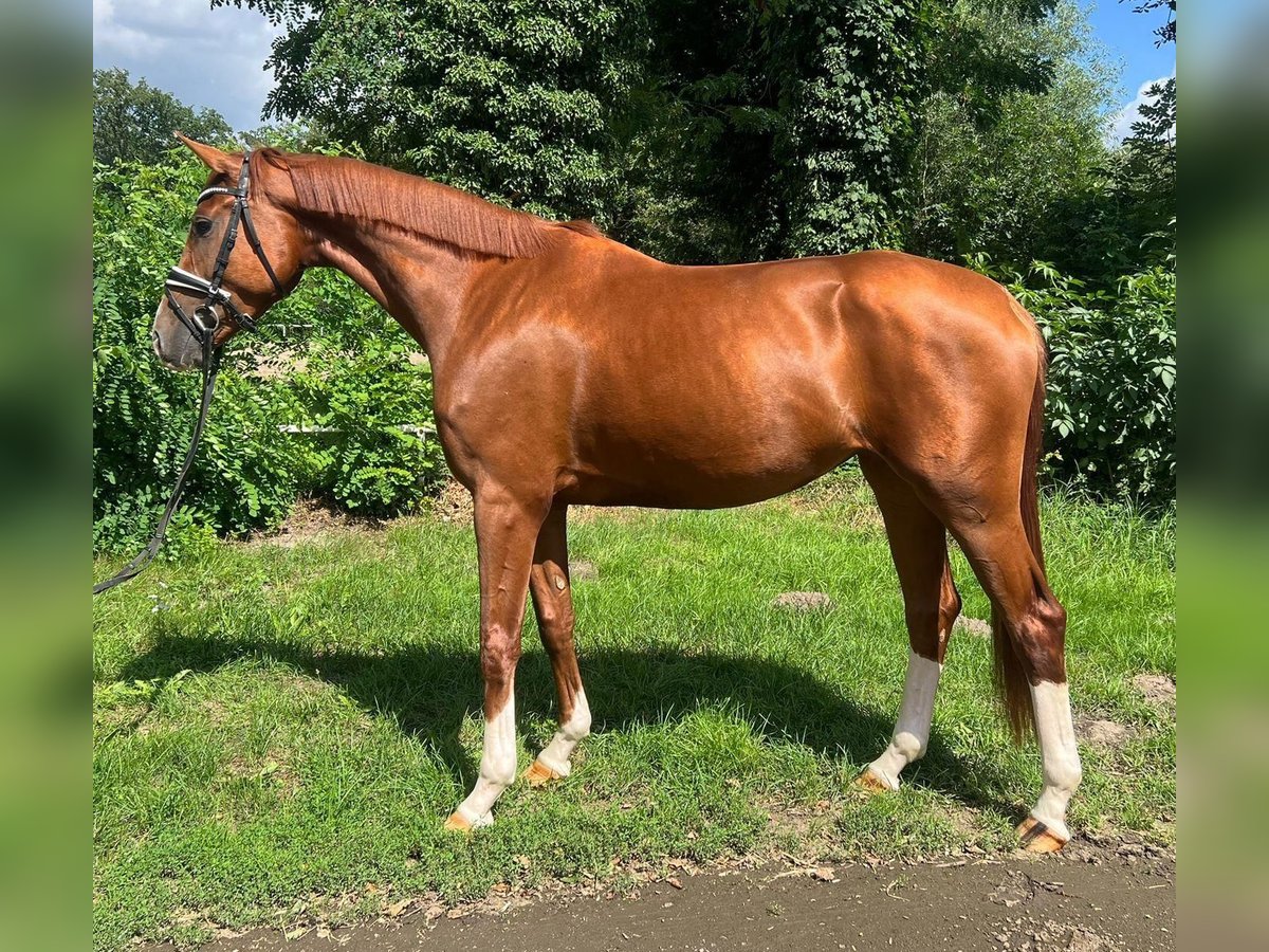 Hanoverian Mare 4 years Chestnut-Red in Nienhagen Hanoverian Mare 4 years Chestnut-Red in Nienhagen