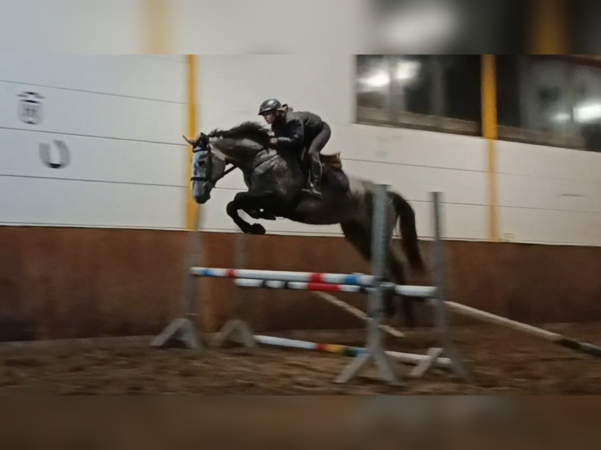 Hanoverian Mare 4 years Gray-Dapple in Braunschweig