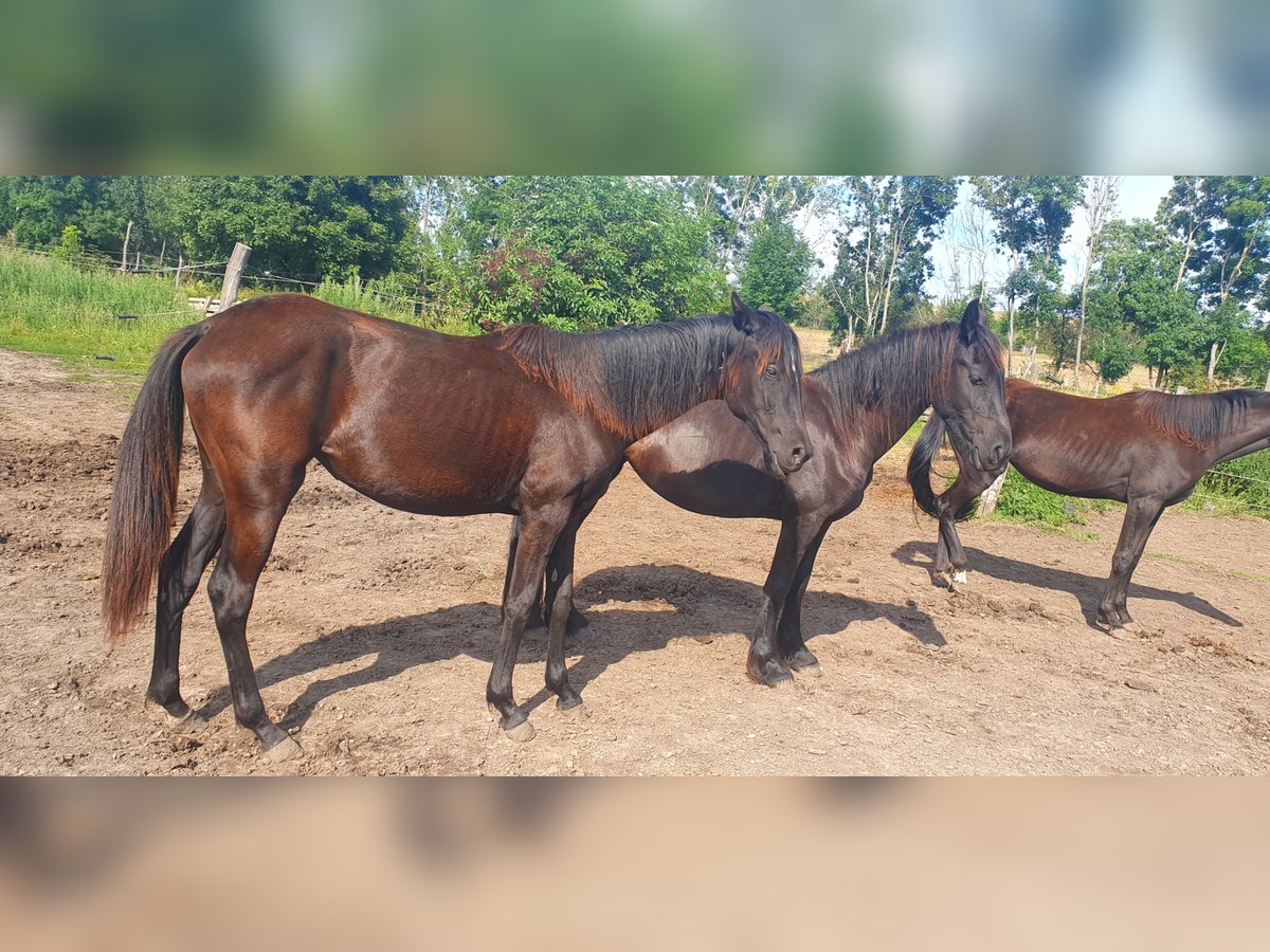 Hanoverian Mare 5 years 14,2 hh Black in Petersberg Hanoverian Mare 5 years 14,2 hh Black in Petersberg
