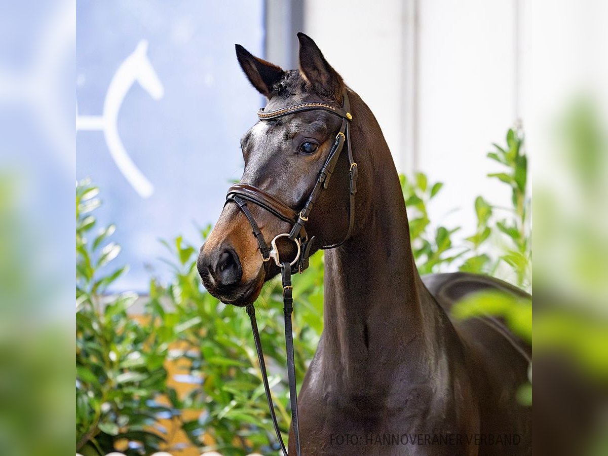 Hanoverian Mare 5 years 15,2 hh Bay-Dark in Verden