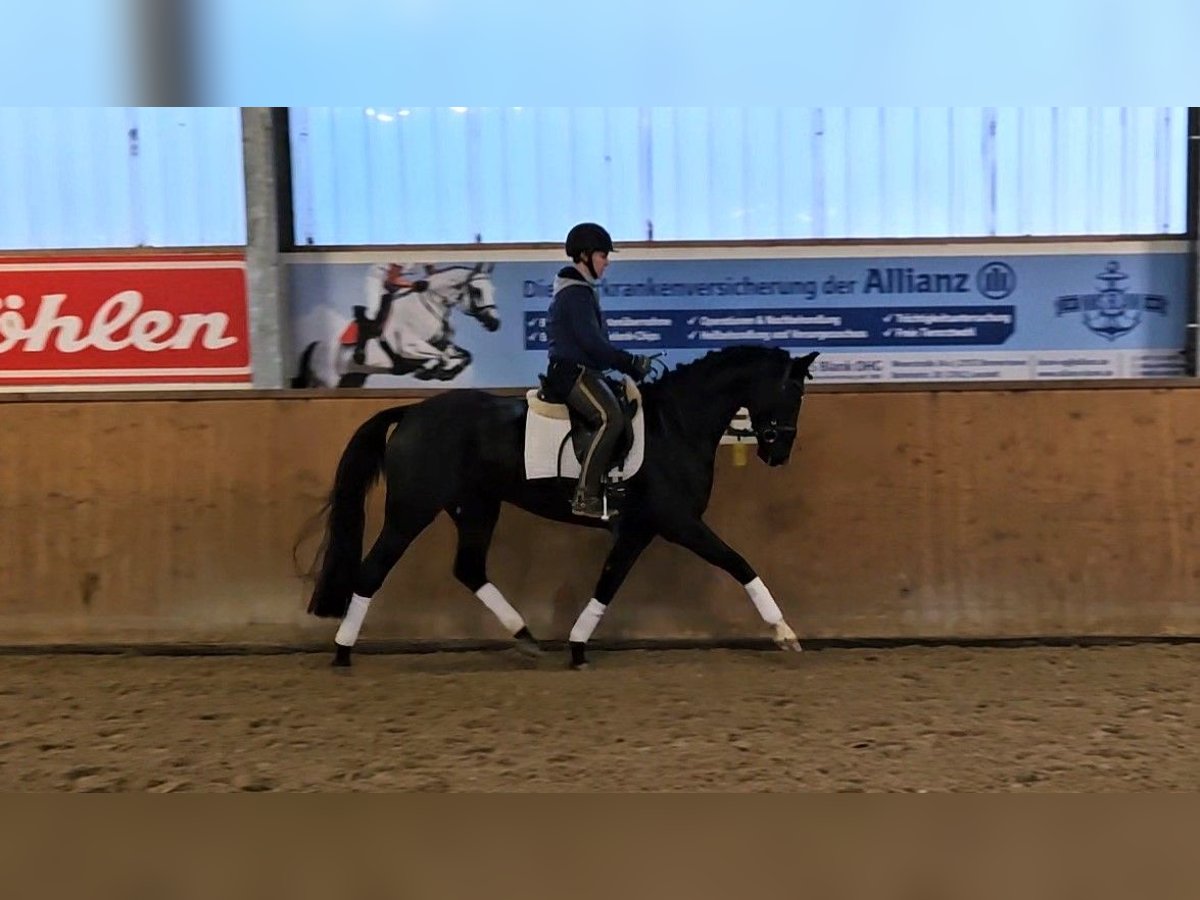 Hanoverian Mare 5 years 15,2 hh Black in Geestland