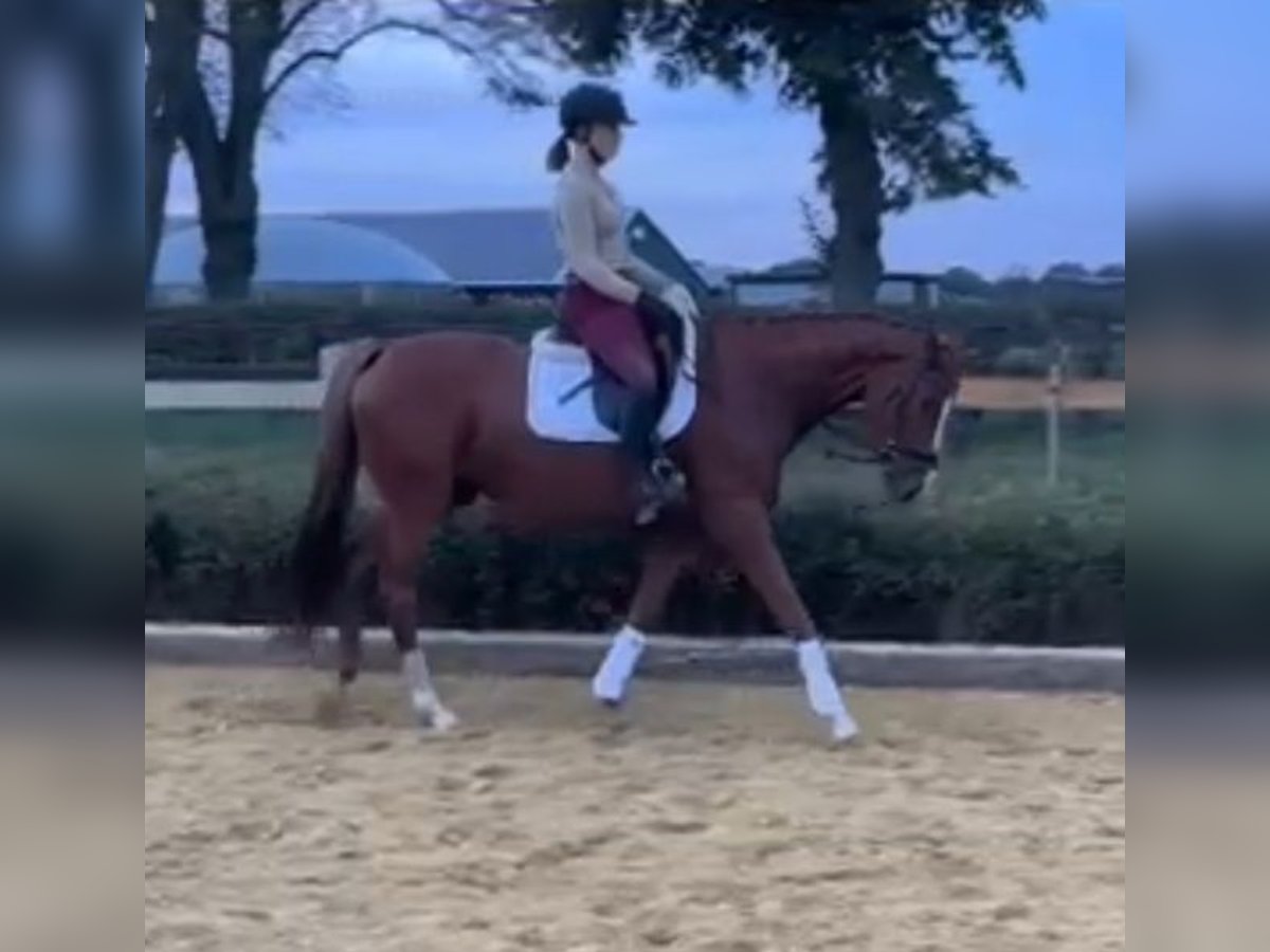 Hanoverian Mare 5 years 15,3 hh Chestnut-Red in Wedemark