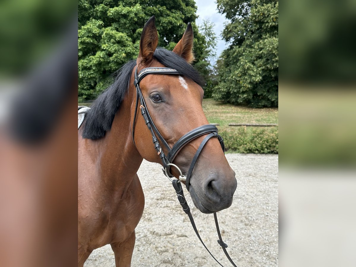 Hanoverian Mare 5 years 15,2 hh Brown-Light in T&#xFC;bingen