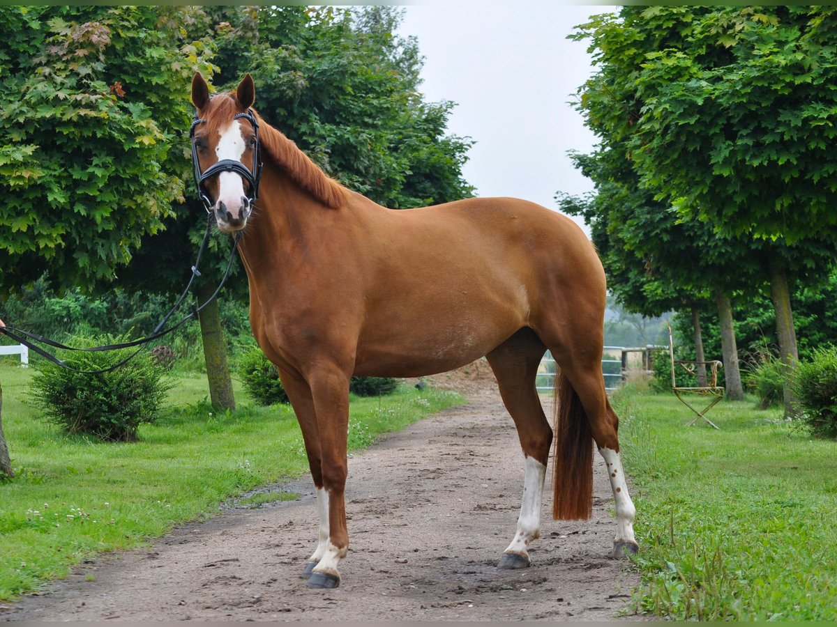 Hanoverian Mare 5 years 15,2 hh Chestnut-Red in Fleckeby