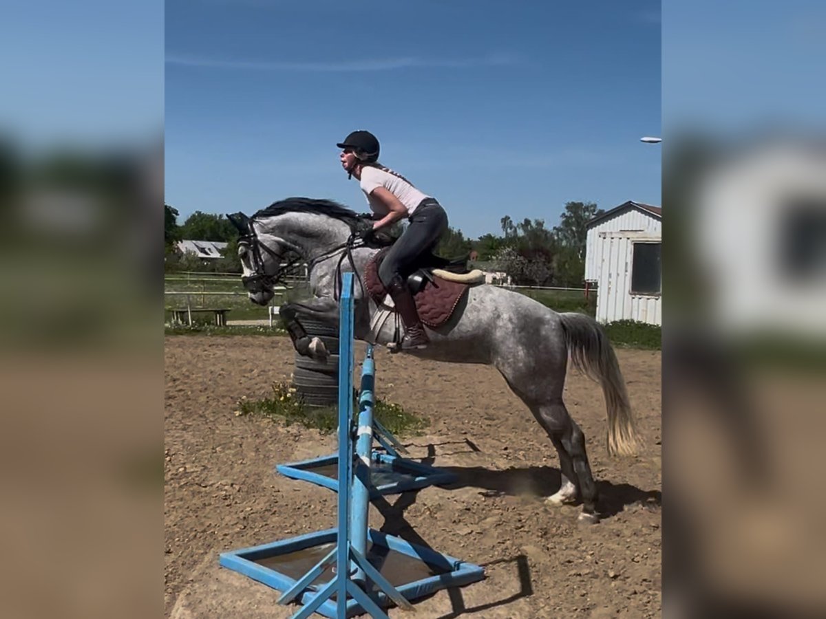 Hanoverian Mare 5 years 15,2 hh Gray in Am Großen Bruch