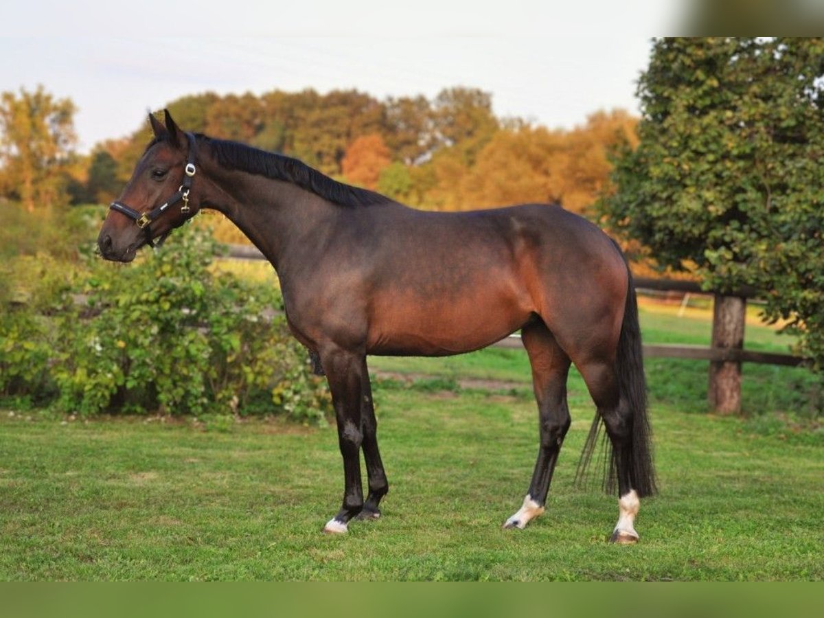Hanoverian Mare 5 years 15,3 hh Bay-Dark in Praha