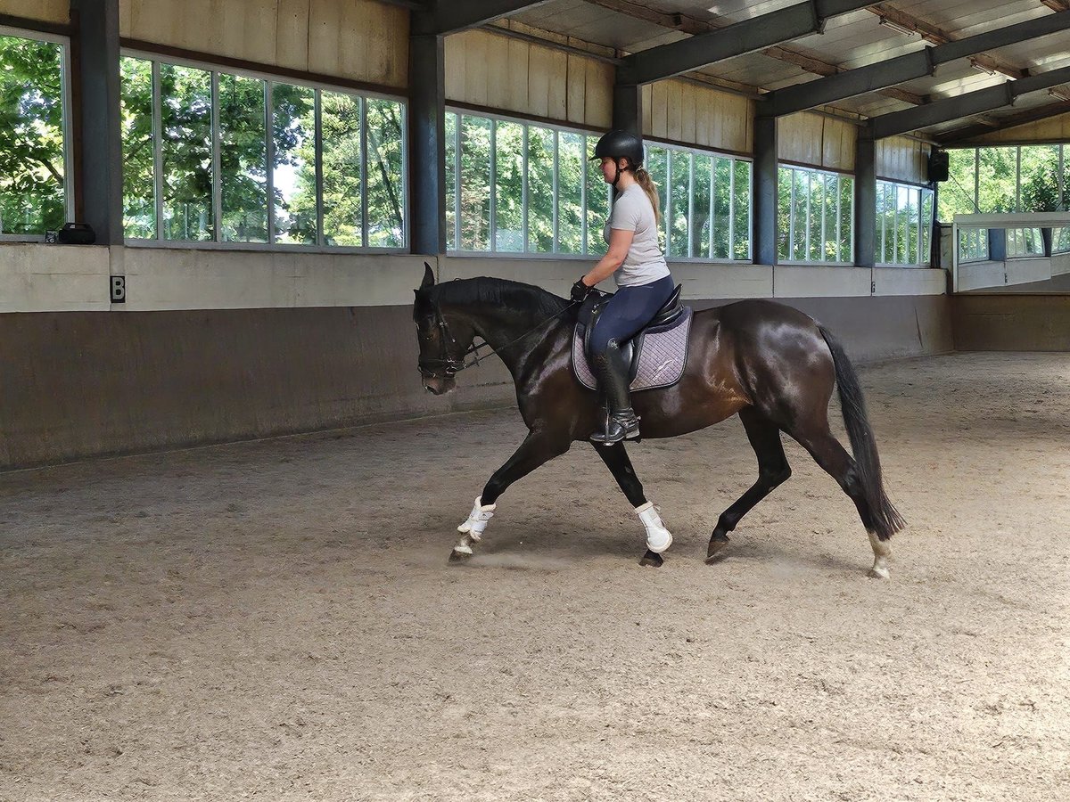Hanoverian Mare 5 years 15,3 hh Black in Melle