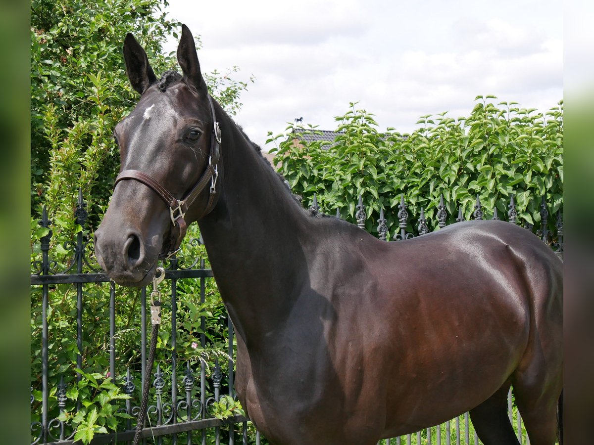 Hanoverian Mare 5 years 15,3 hh in Dorsten