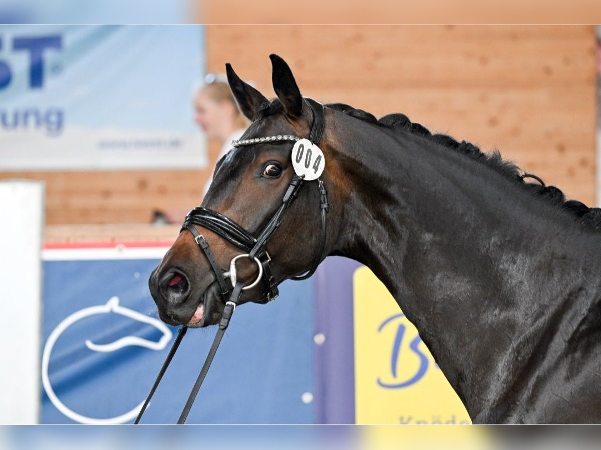 Hanoverian Mare 5 years 16,1 hh Bay-Dark in Postmünster