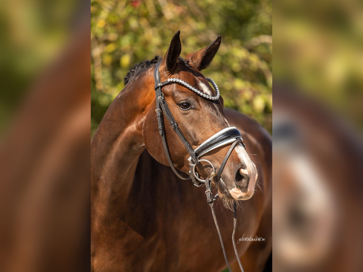 Hanoverian Mare 5 years 16,1 hh Bay-Dark in Lehrberg