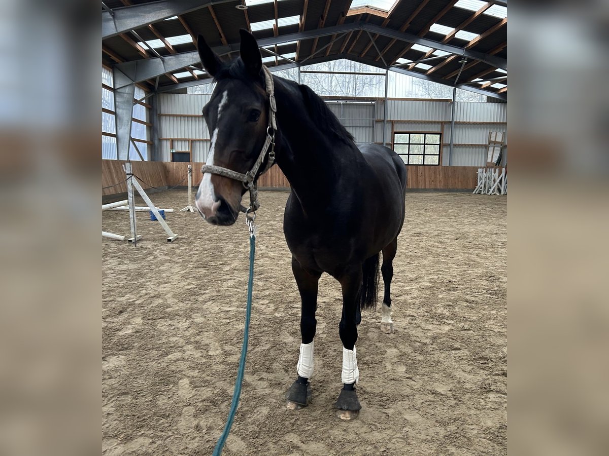 Hanoverian Mare 5 years 16,1 hh Bay-Dark in Glückstadt