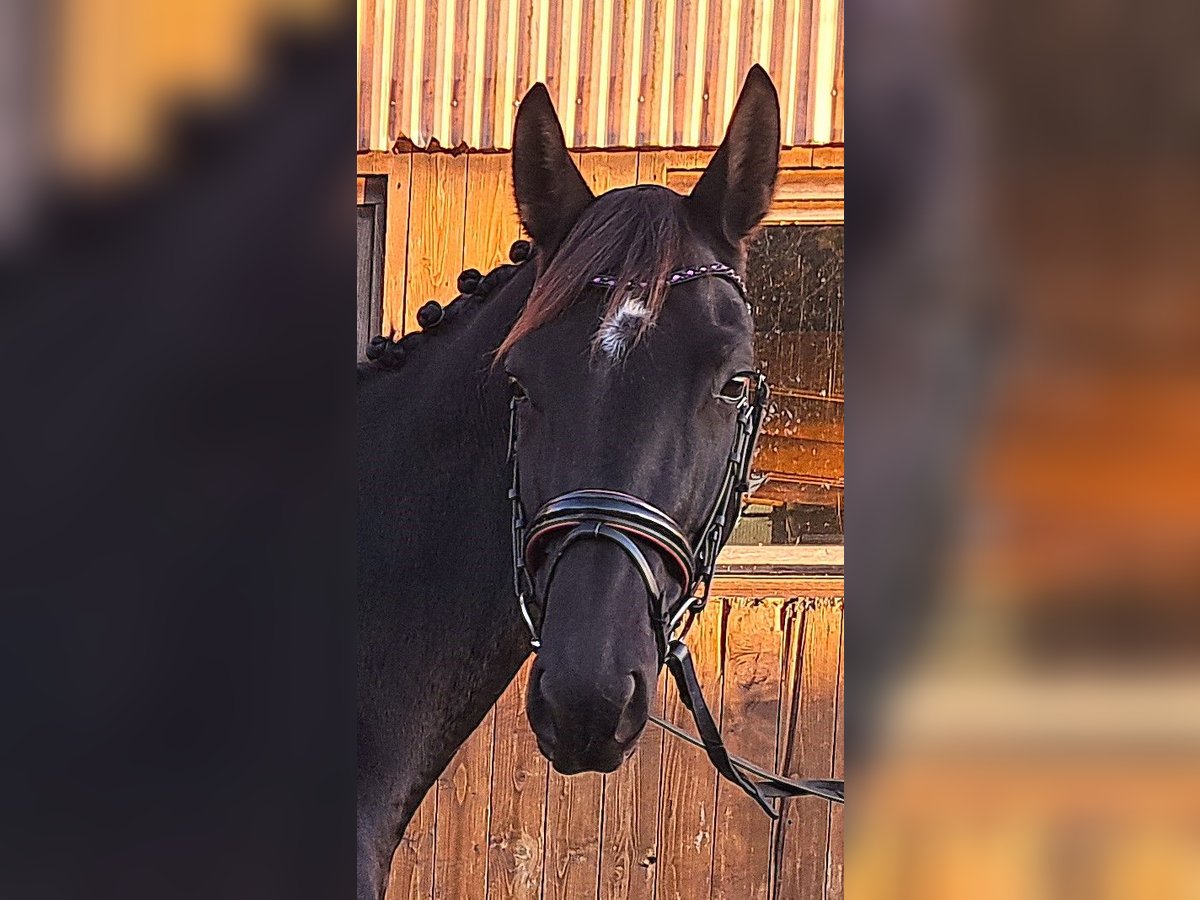 Hanoverian Mare 5 years 16,1 hh Black in Bleckede