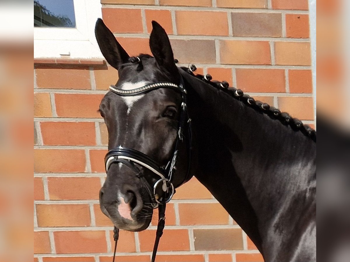 Hanoverian Mare 5 years 16,1 hh Black in Bomlitz