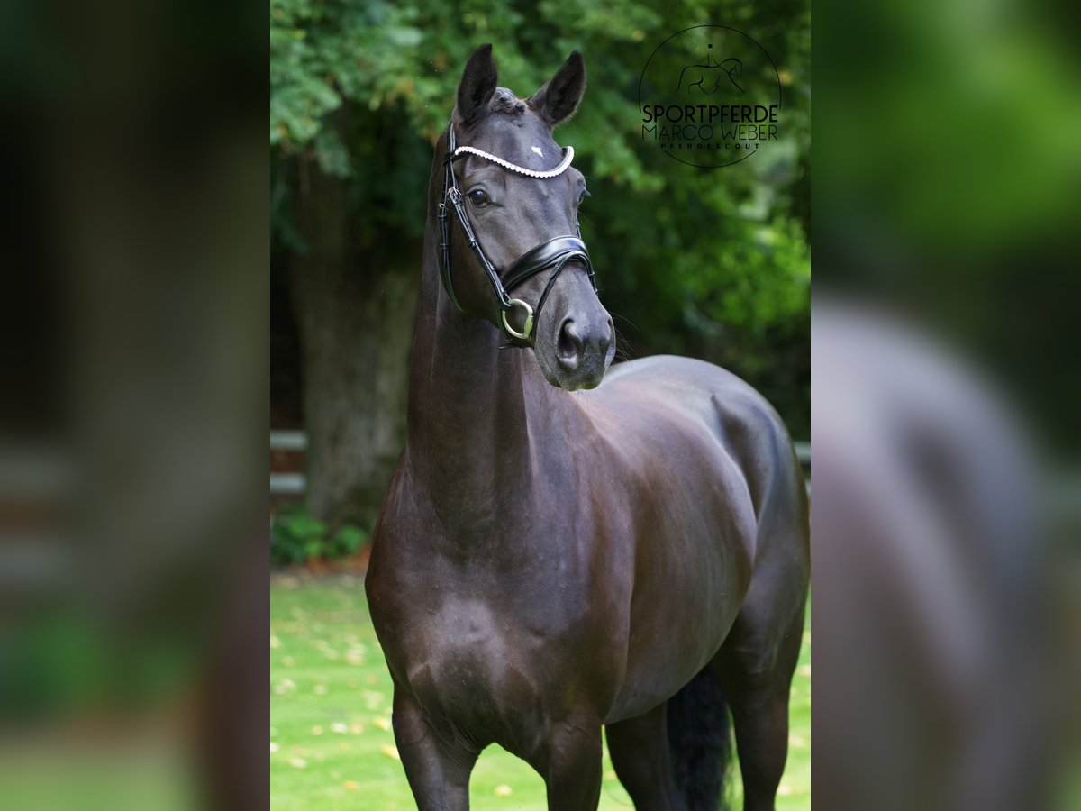 Hanoverian Mare 5 years 16,1 hh Black in Lengerich