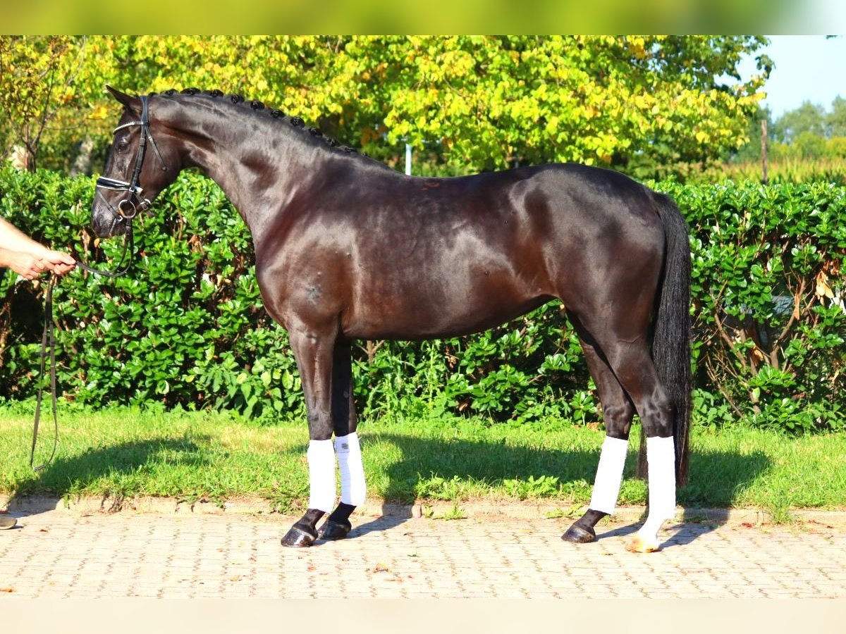 Hanoverian Mare 5 years 16,1 hh Black in Selsingen