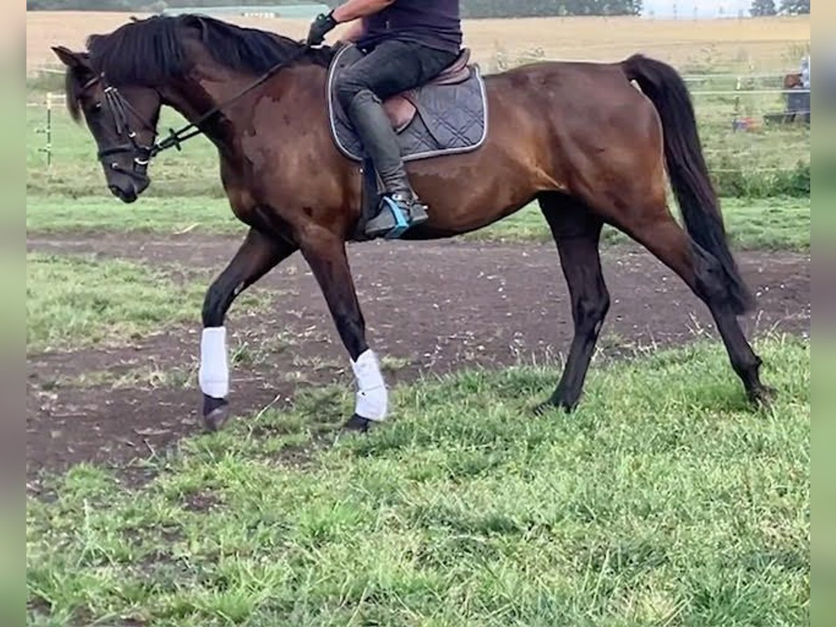 Hanoverian Mare 5 years 16,1 hh Black in Schönkirchen