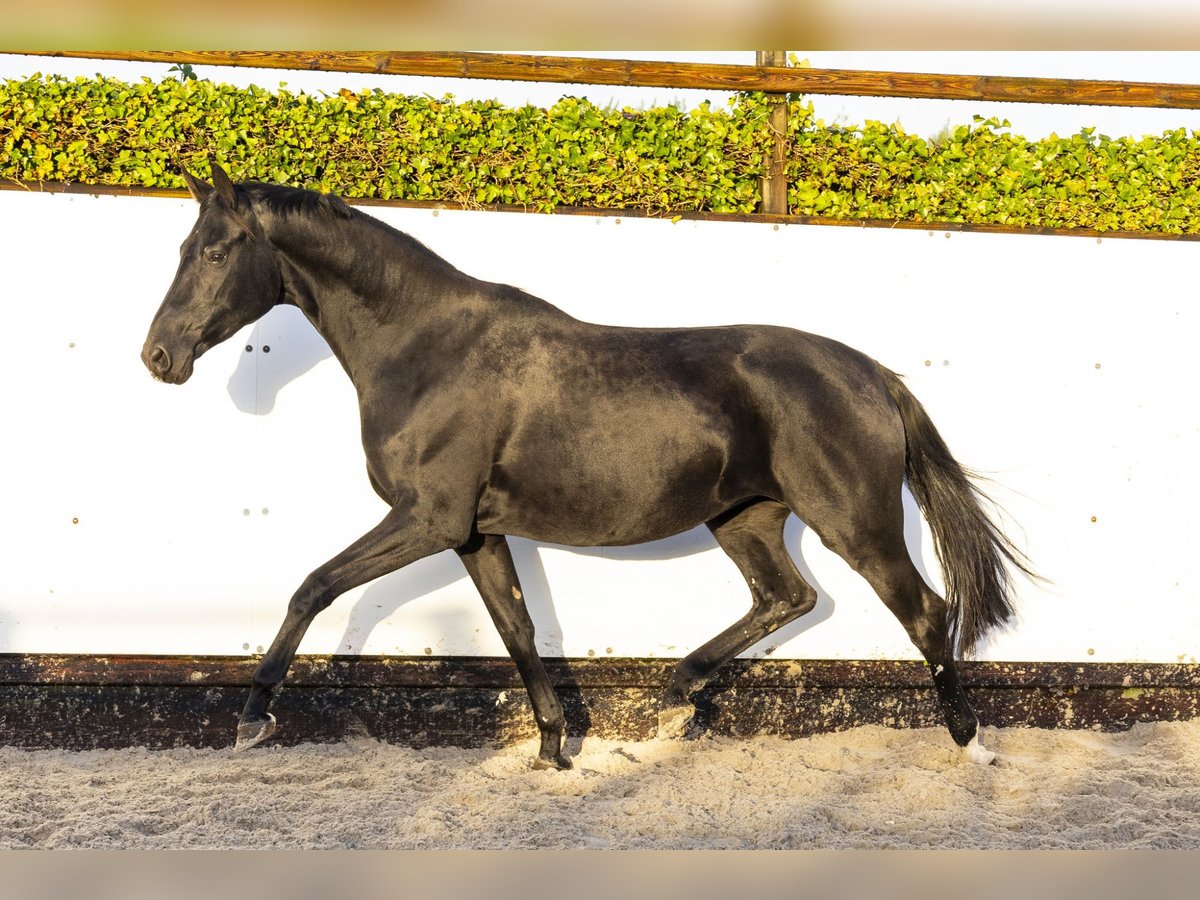 Hanoverian Mare 5 years 16,1 hh Black in Waddinxveen