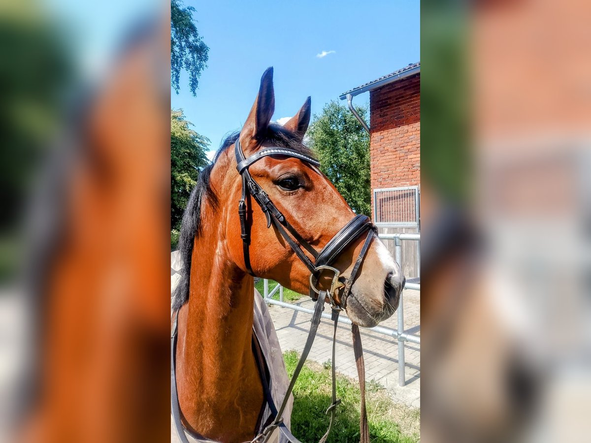 Hanoverian Mare 5 years 16,1 hh Brown in Hammah