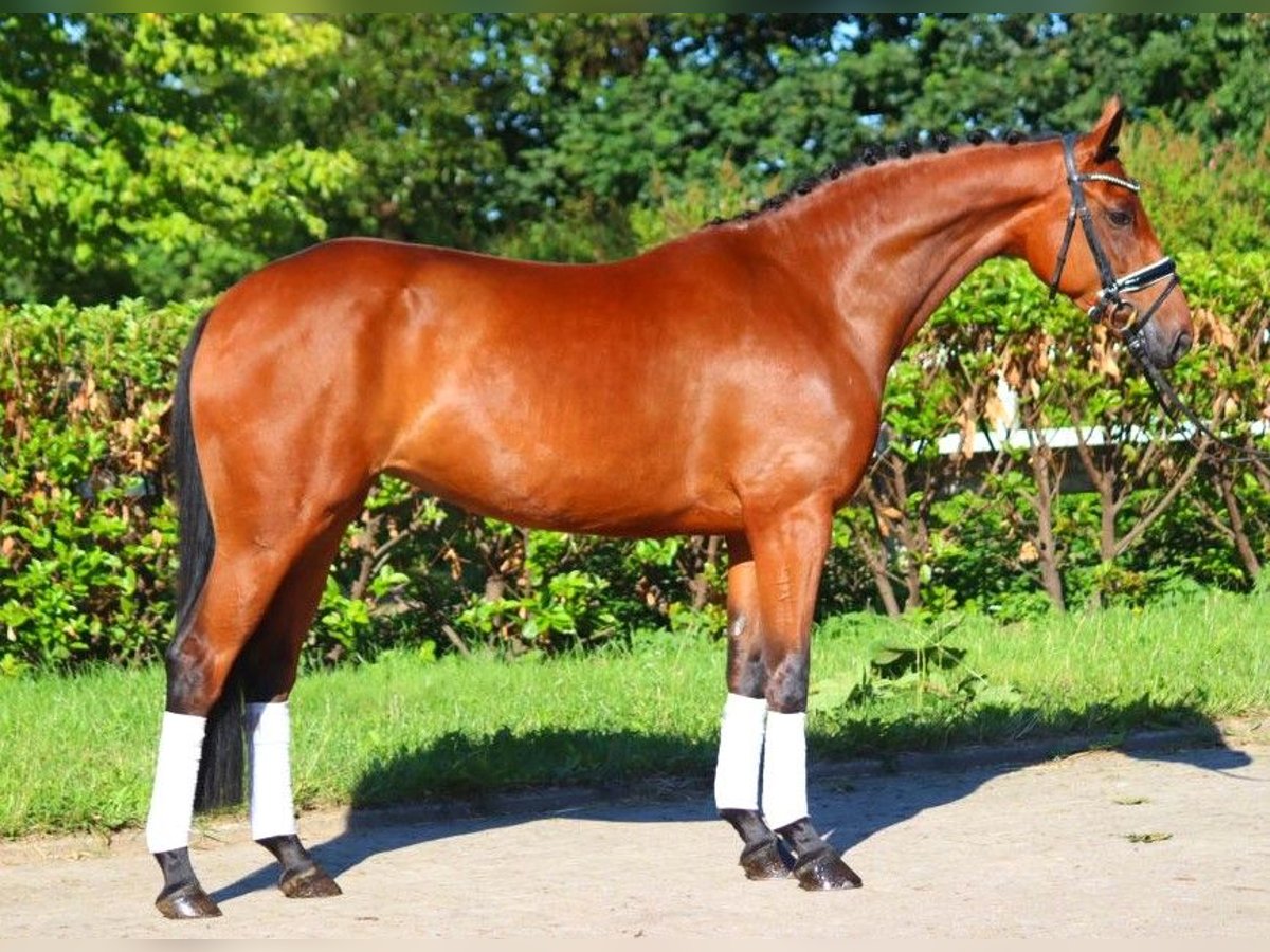 Hanoverian Mare 5 years 16,1 hh Brown in Selsingen