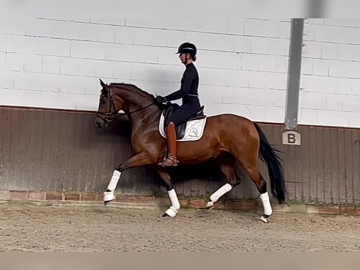 Hanoverian Mare 5 years 16,1 hh Brown in Lohne (Oldenburg)