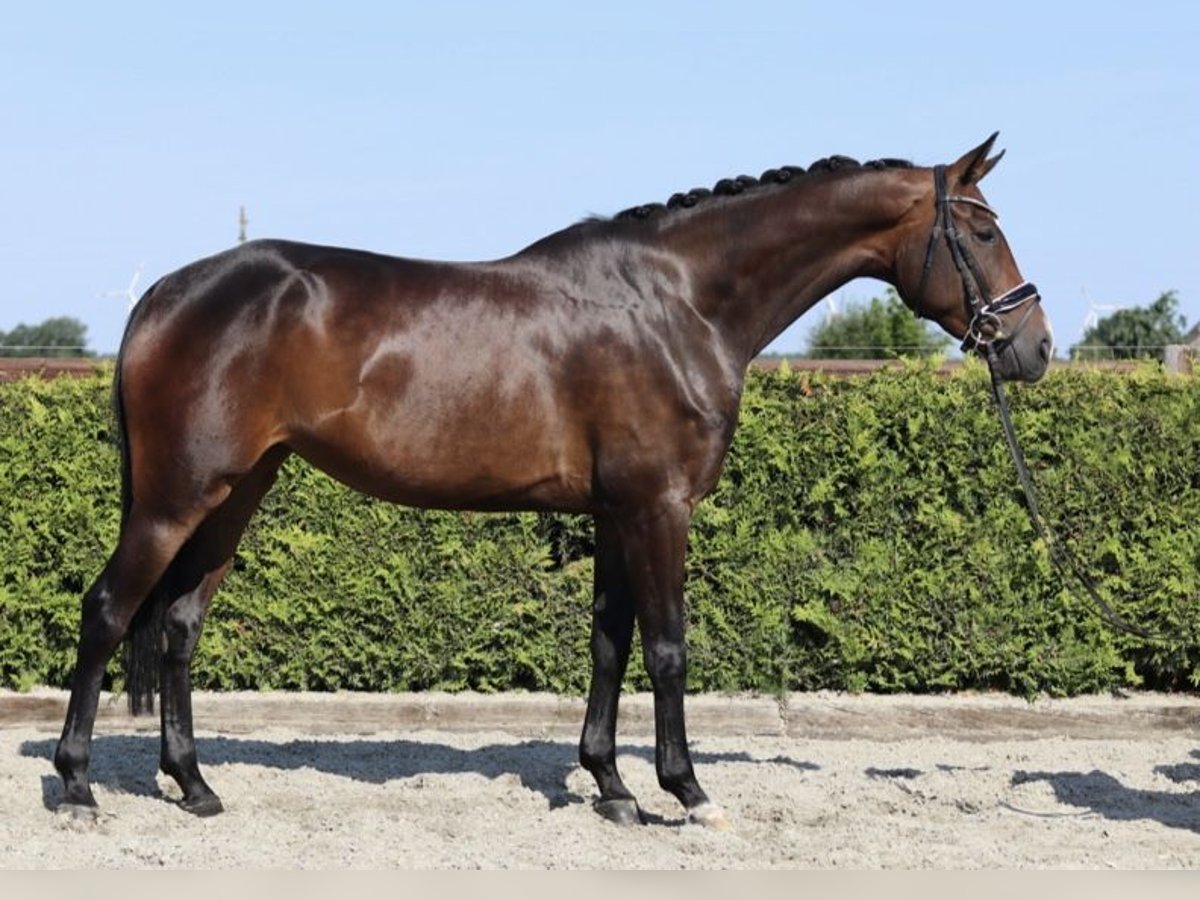 Hanoverian Mare 5 years 16,1 hh Brown in Tiddische