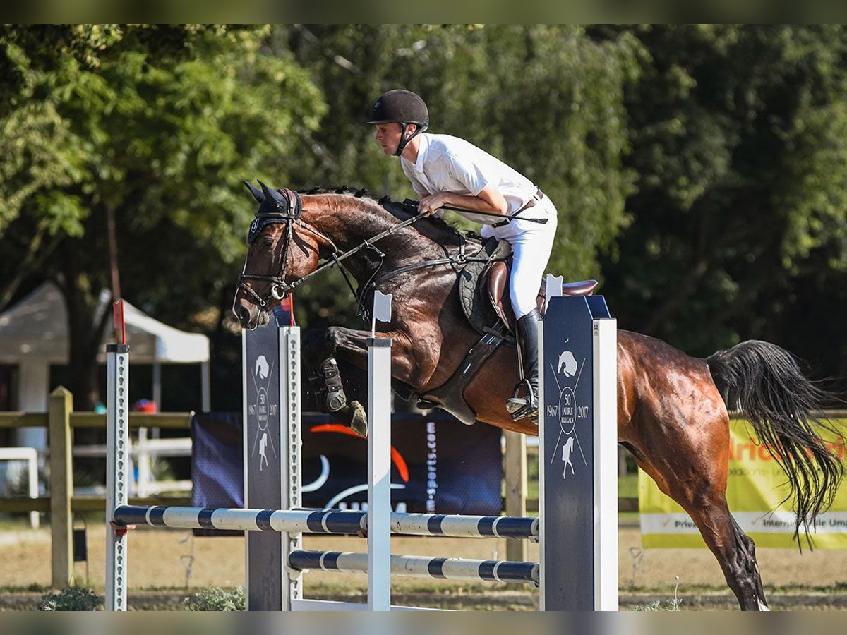 Hanoverian Mare 5 years 16,1 hh Brown in Riedstadt