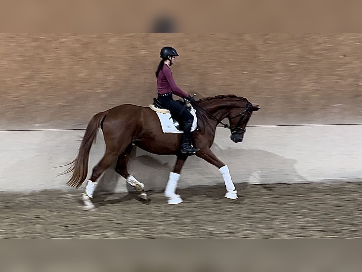 Hanoverian Mare 5 years 16,1 hh Chestnut in Wehringen