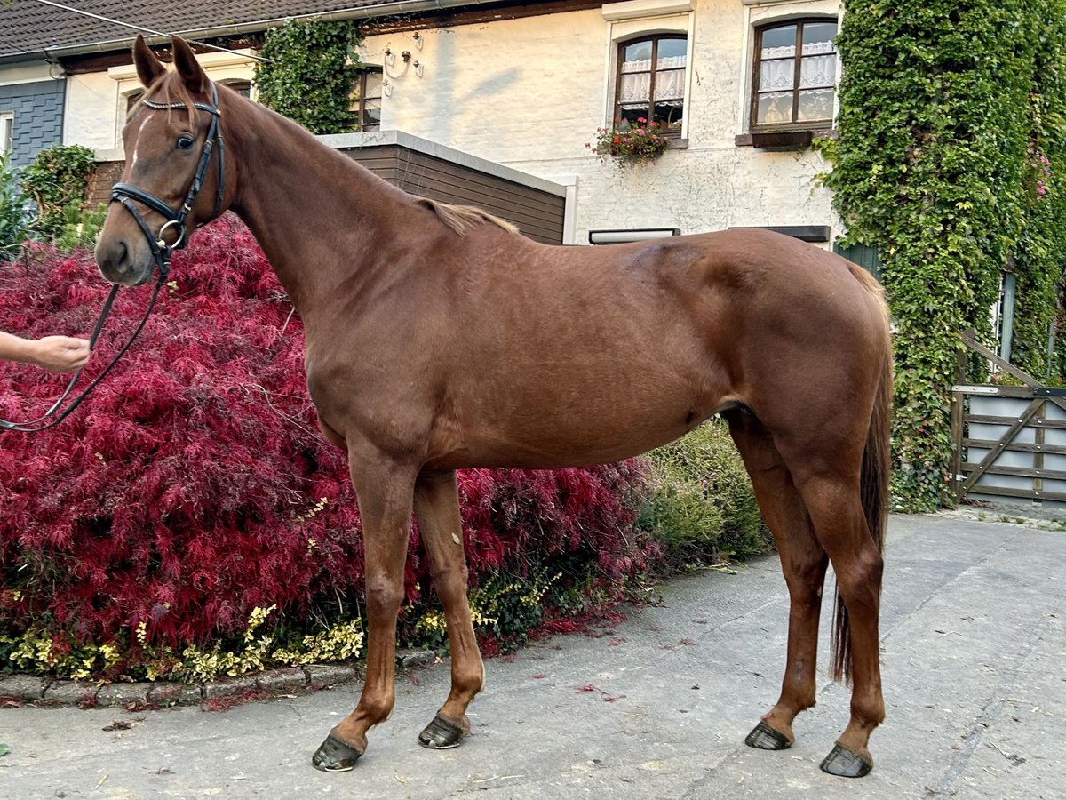 Hanoverian Mare 5 years 16,1 hh Chestnut-Red in Remscheid