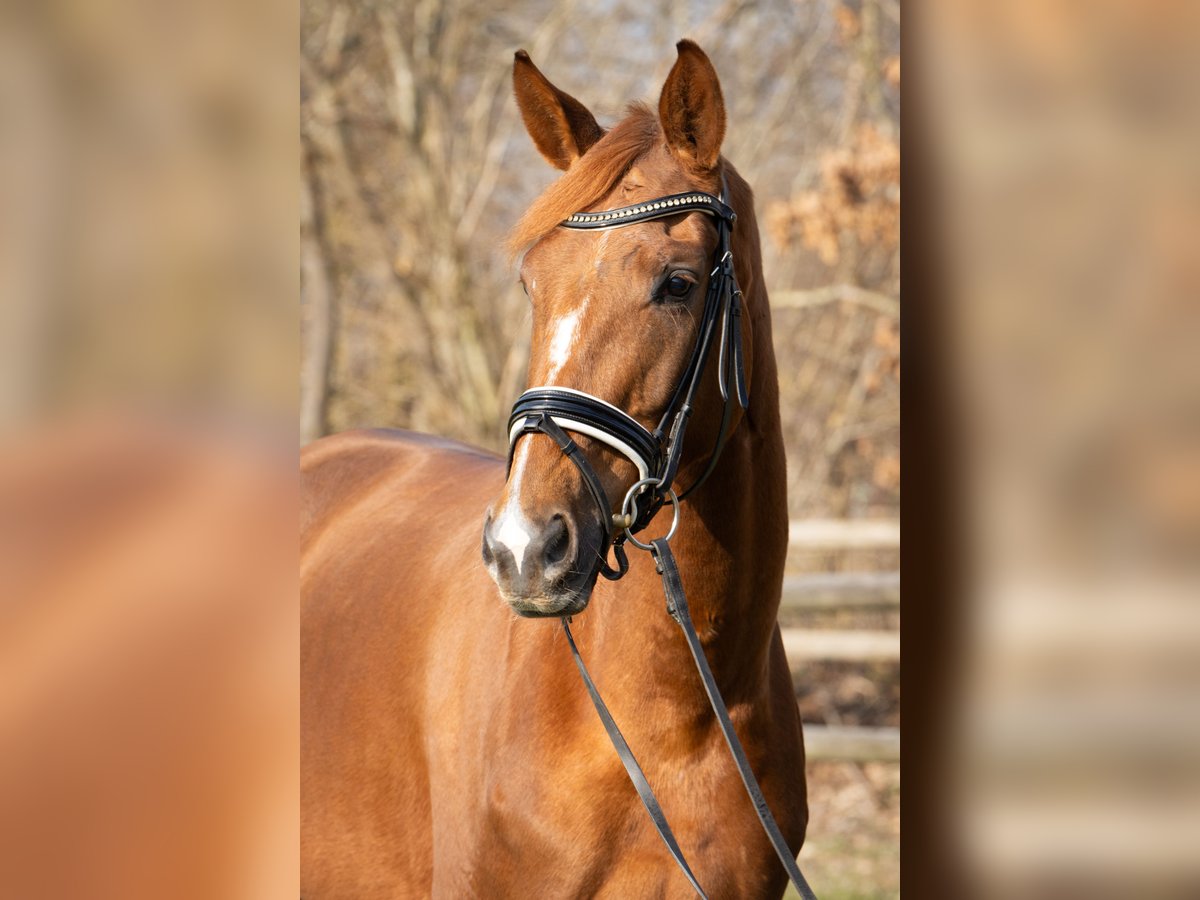 Hanoverian Mare 5 years 16,1 hh Chestnut-Red in Rickling