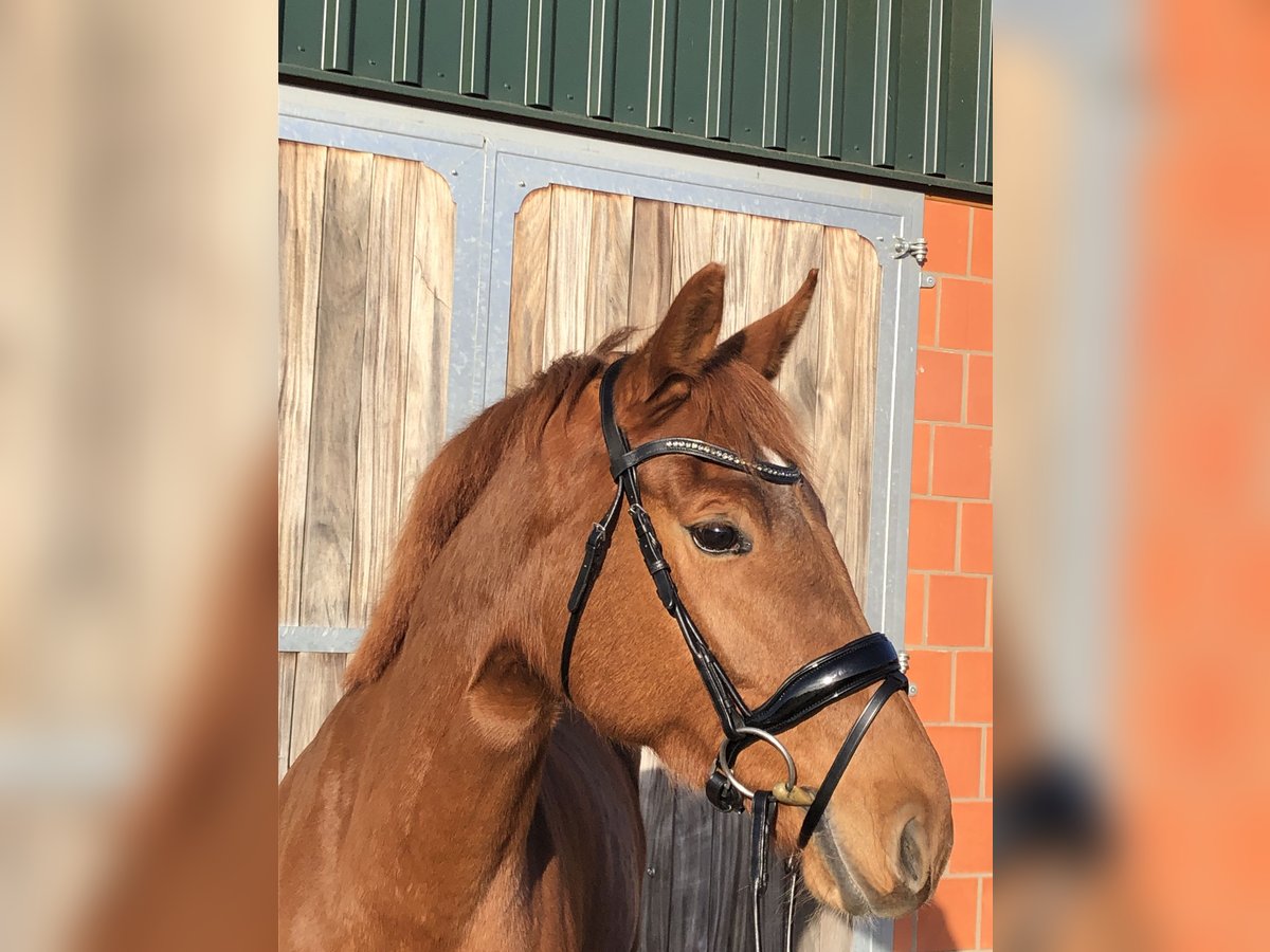 Hanoverian Mare 5 years 16,1 hh Chestnut-Red in Walsrode