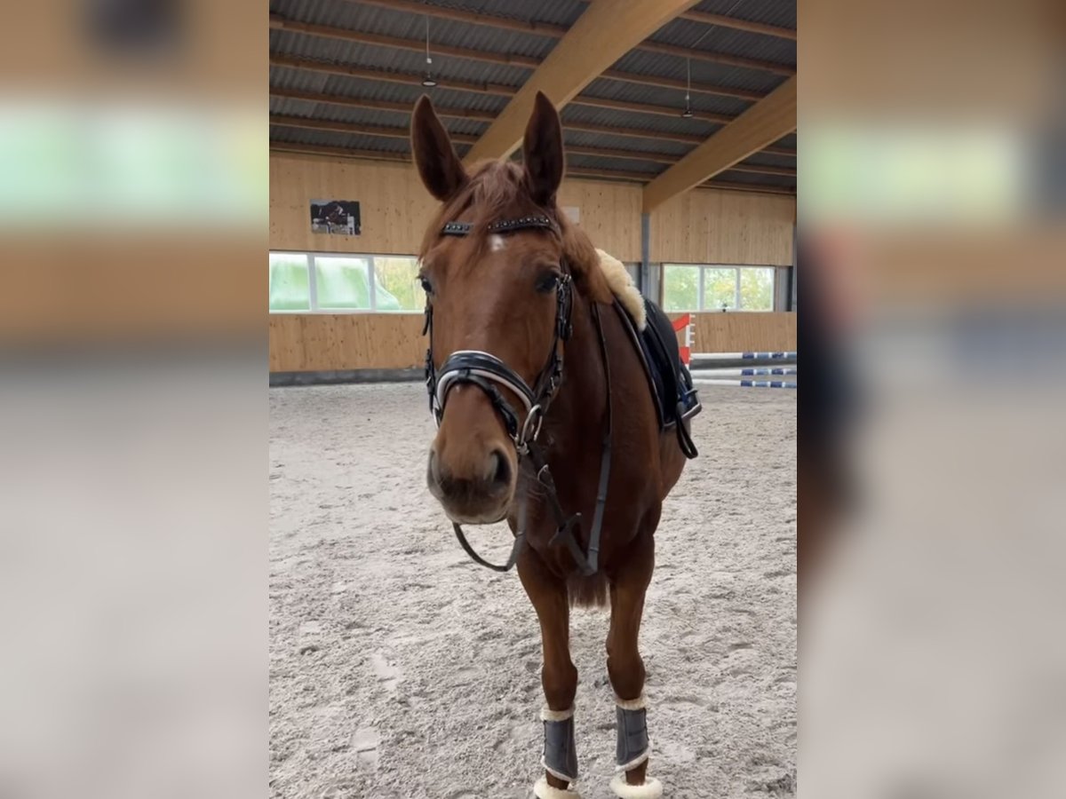 Hanoverian Mare 5 years 16,1 hh Chestnut-Red in Nordleda