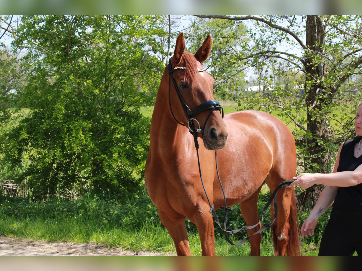 Hanoverian Mare 5 years 16,1 hh Chestnut-Red in Nordleda