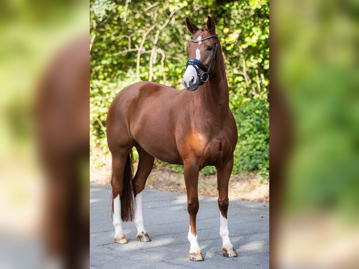 Hanoverian Mare 5 years 16,1 hh Chestnut-Red in Echem