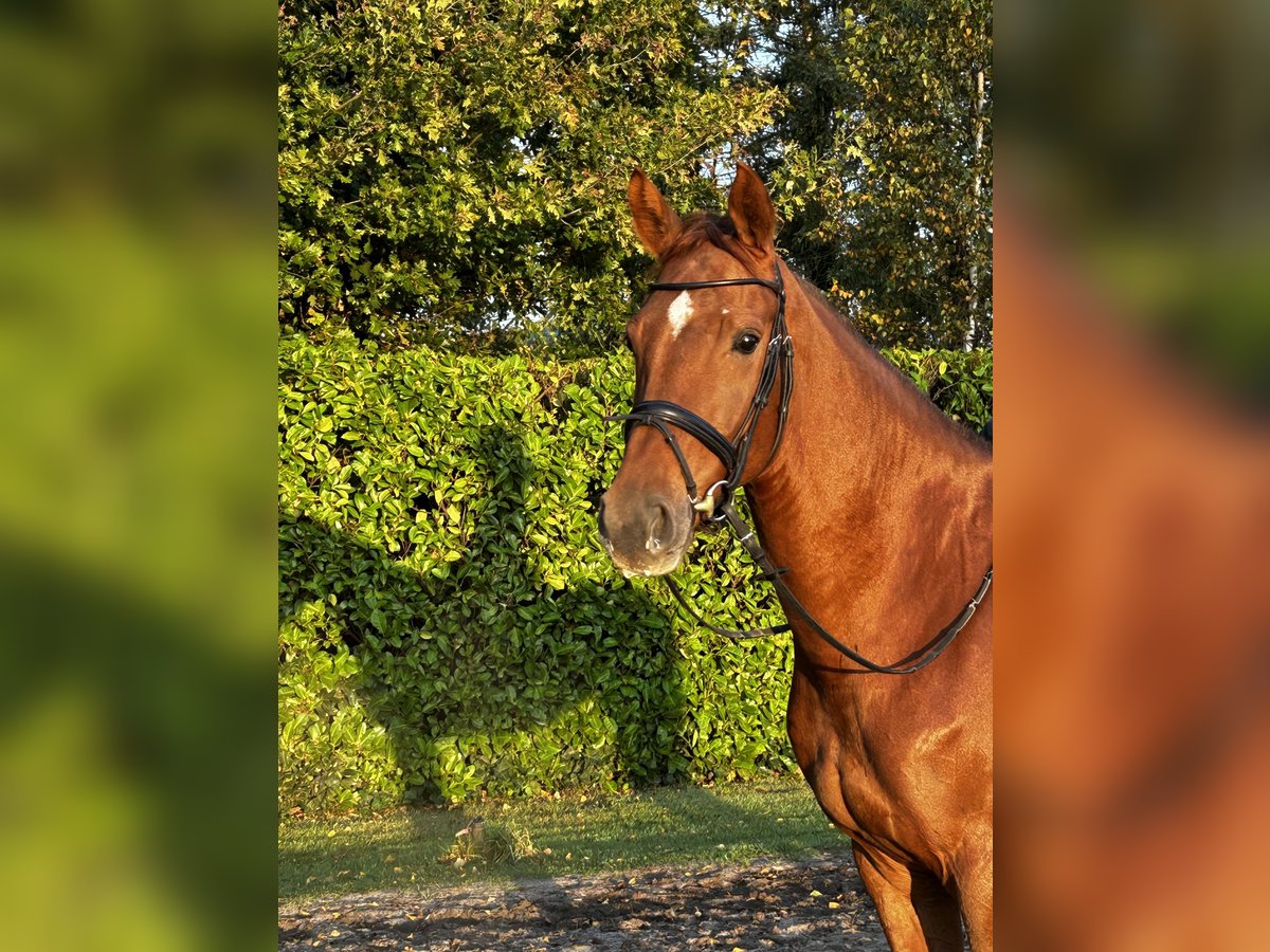 Hanoverian Mare 5 years 16,1 hh Chestnut-Red in Syke