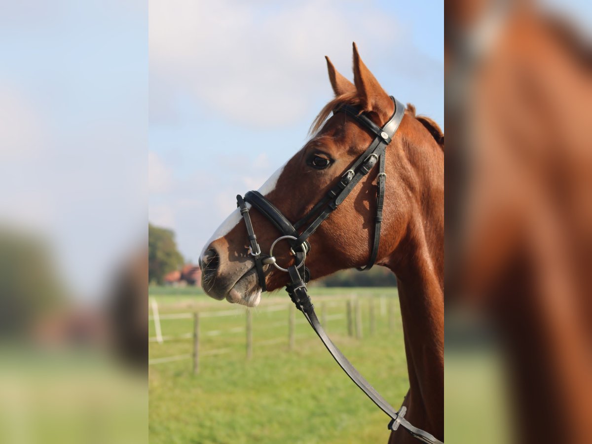 Hanoverian Mare 5 years 16,1 hh Chestnut-Red in Petershagen