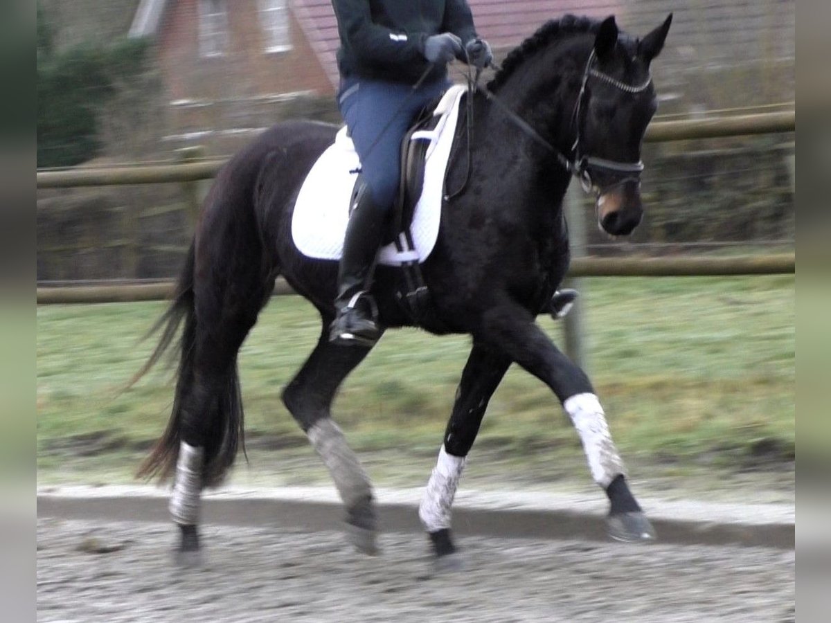 Hanoverian Mare 5 years 16,1 hh Smoky-Black in Linau