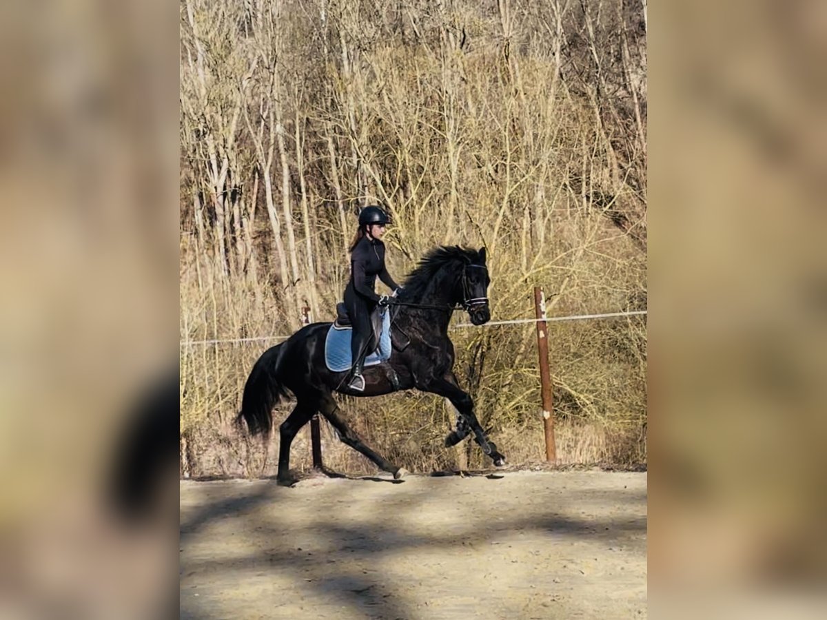 Hanoverian Mare 5 years 16,1 hh Smoky-Black in Hetschburg