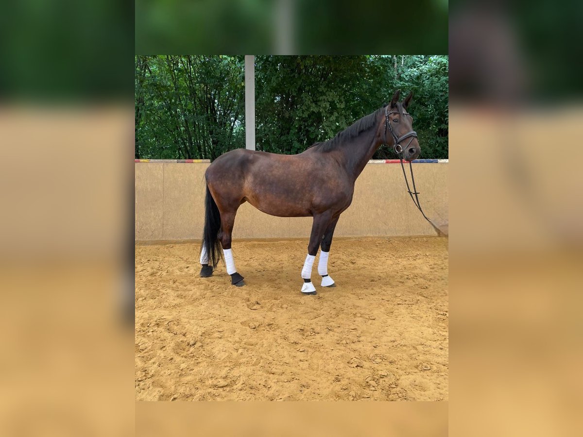 Hanoverian Mare 5 years 16,2 hh Bay-Dark in Lohmar