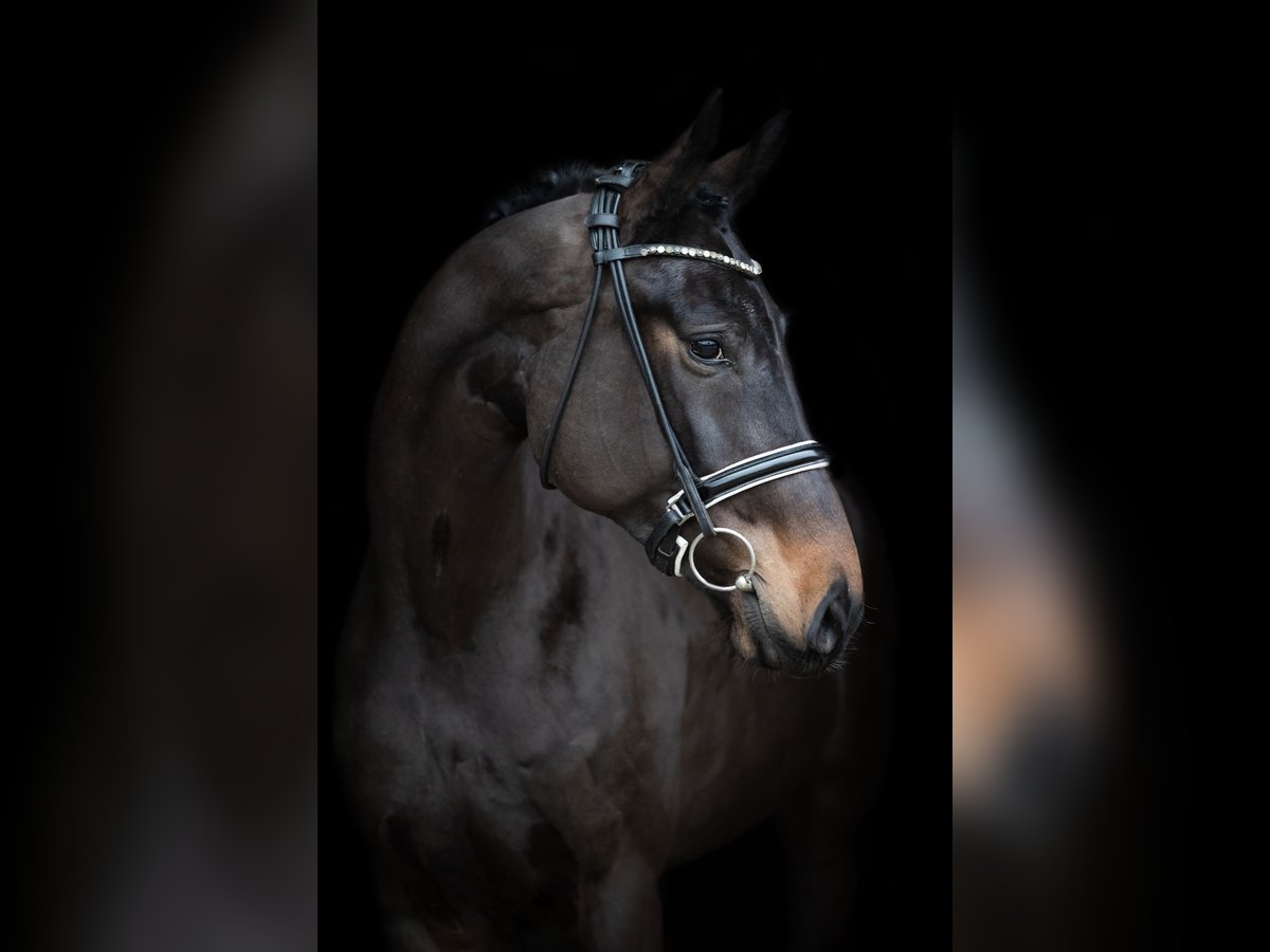 Hanoverian Mare 5 years 16,2 hh Bay-Dark in Lindhorst Lindhorst