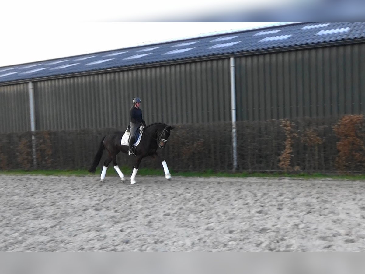 Hanoverian Mare 5 years 16,2 hh Bay-Dark in Mönchengladbach