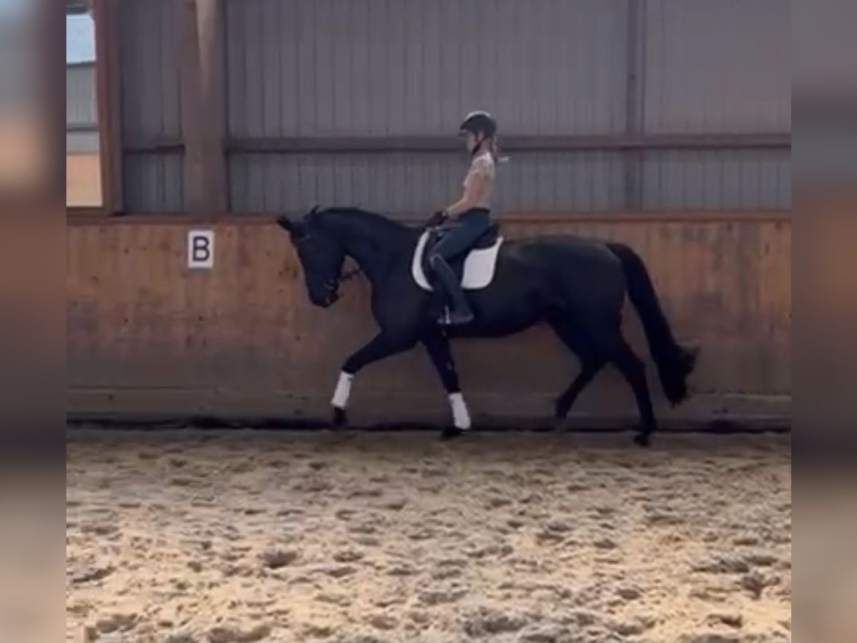 Hanoverian Mare 5 years 16,2 hh Black in Marxen