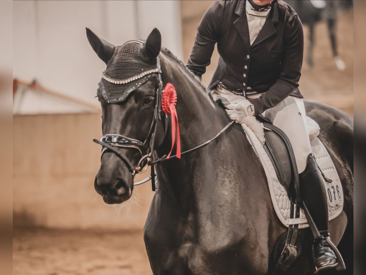 Hanoverian Mare 5 years 16,2 hh Black in Oyten