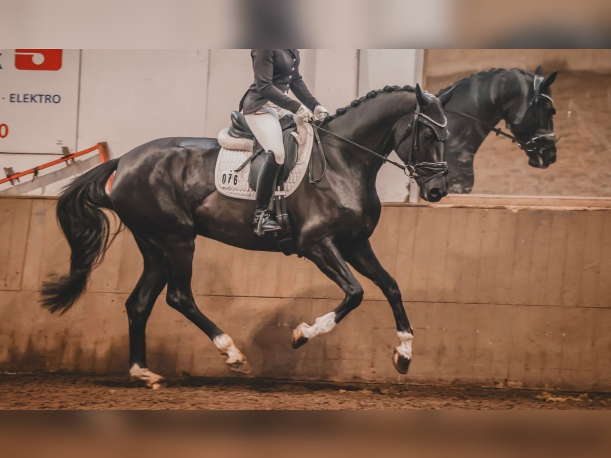 Hanoverian Mare 5 years 16,2 hh Black in Oyten